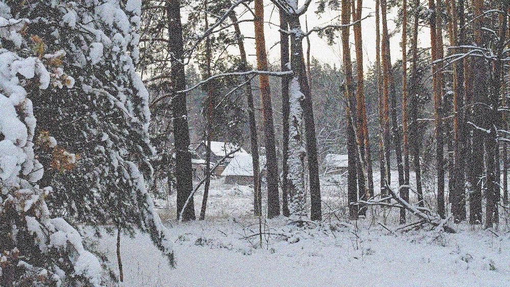 Лесной кордон.