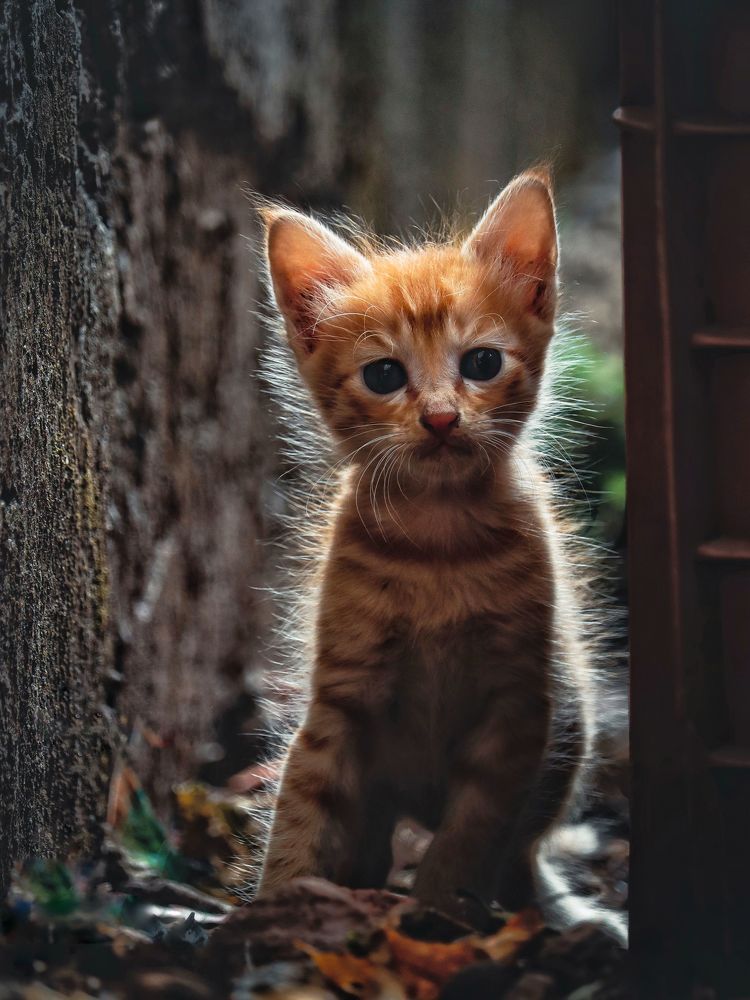 Photograph by Shubham Gujar