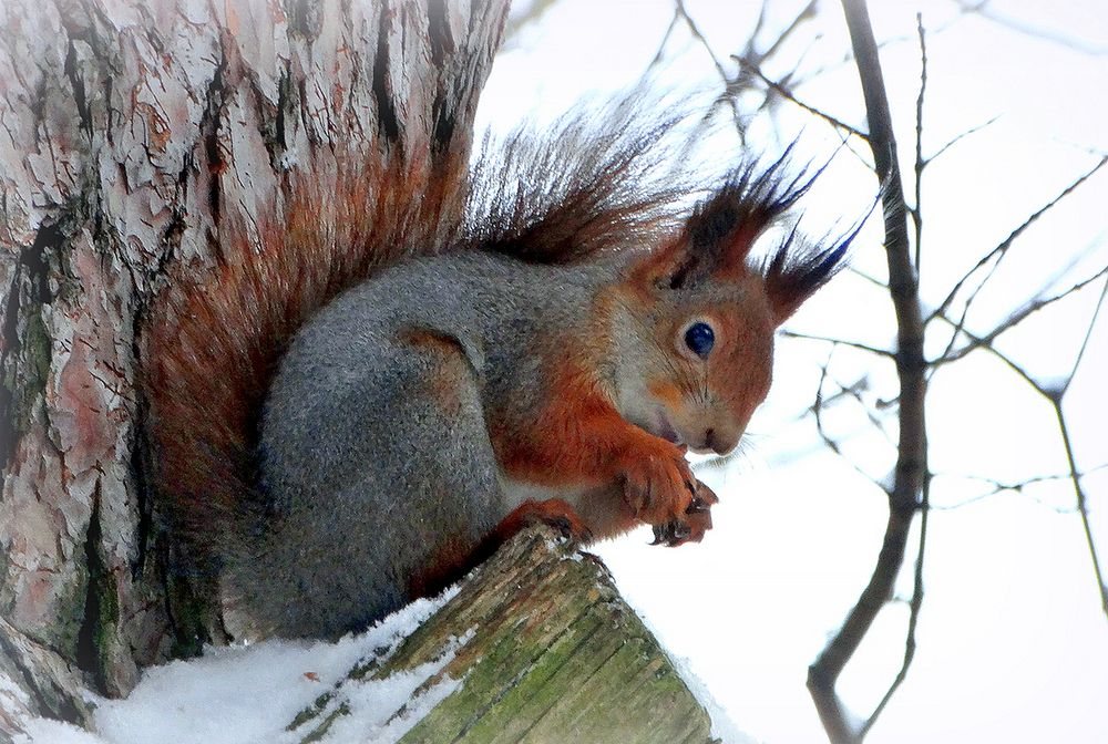 Белка зимой