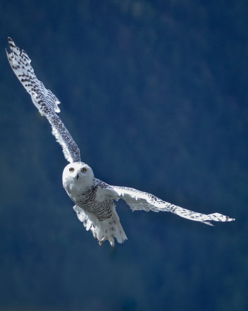 What could be more wonderful than flying?!