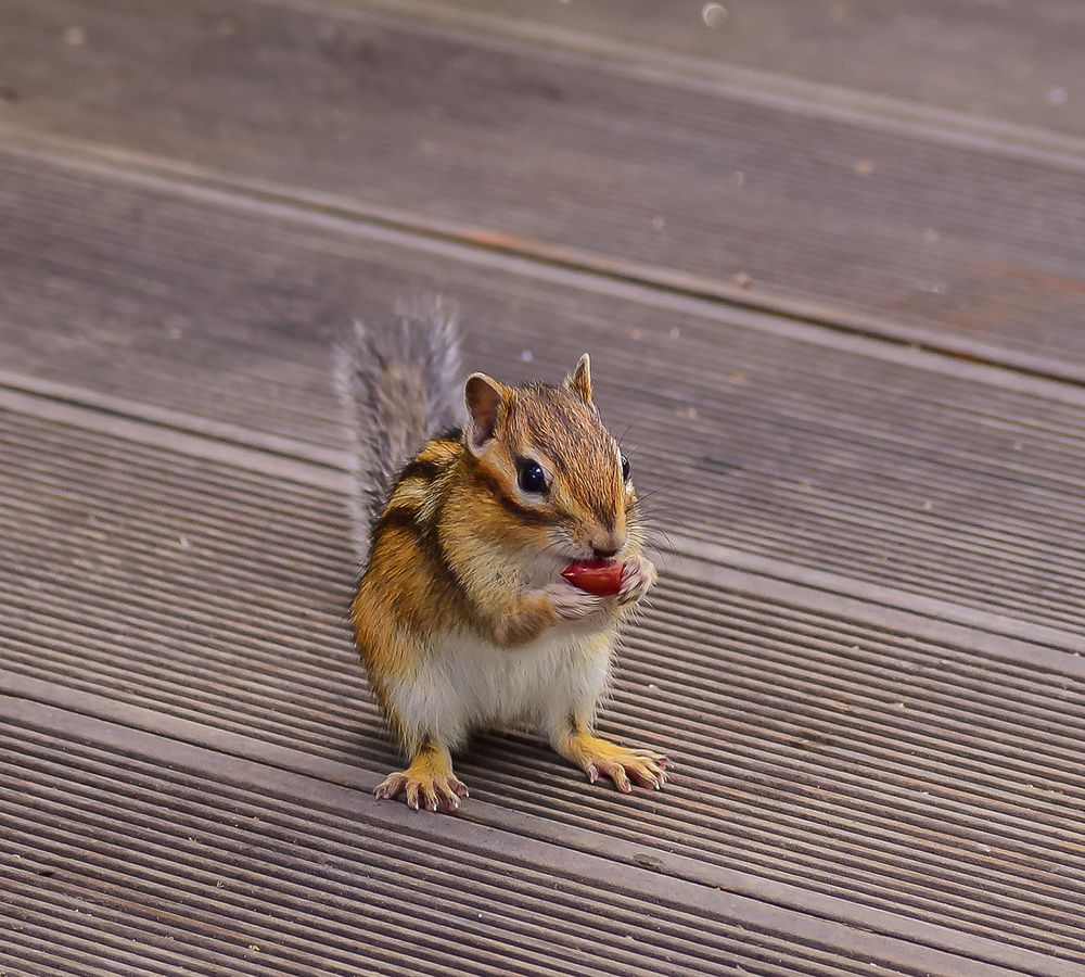 Обитатели парка Первомайский