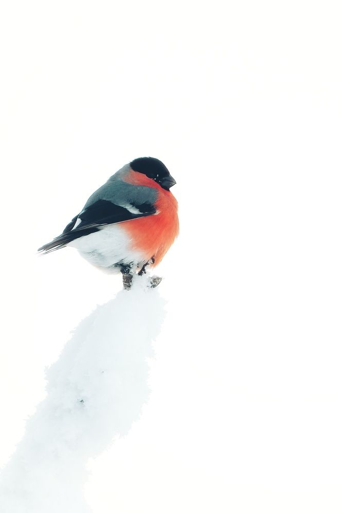 Фотография автора Ketov Vladimir