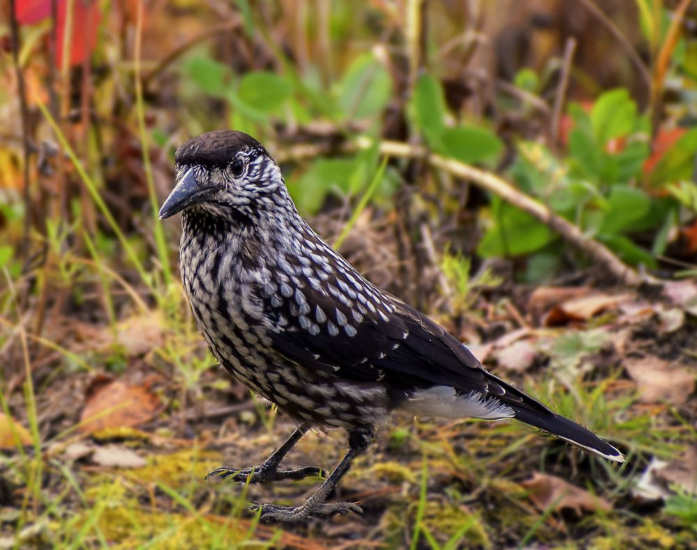 Удивительная встреча-кедровка