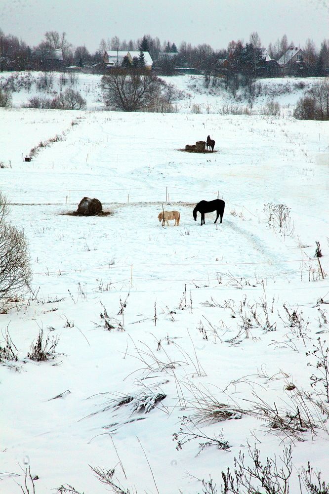 Photograph by Пётр Соколов