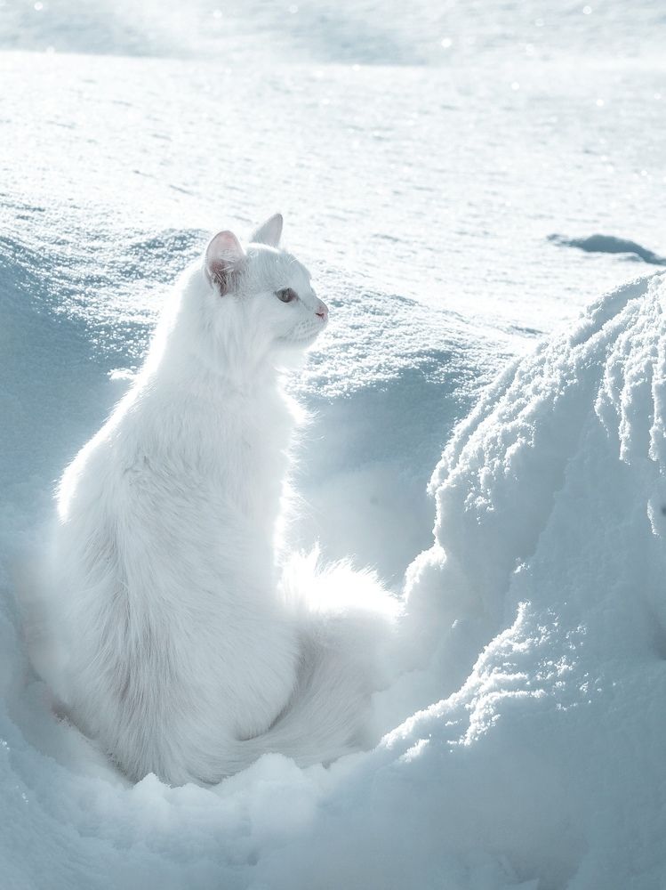 Фотография автора Игорь Васильев