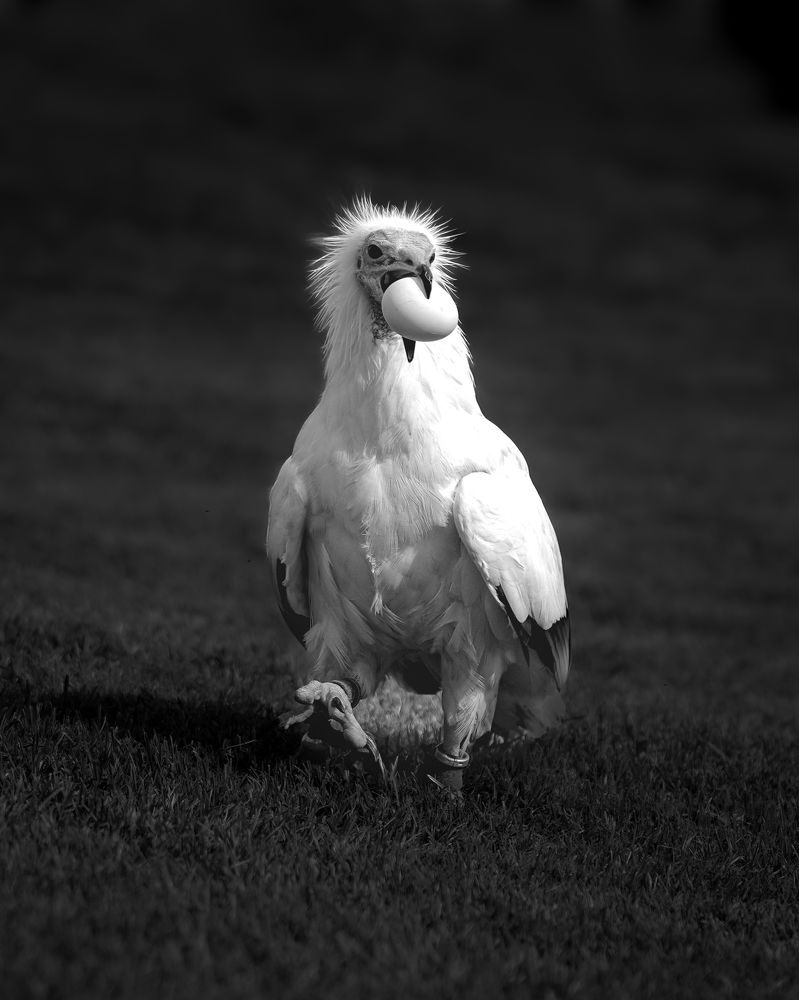 With a prey in its beak