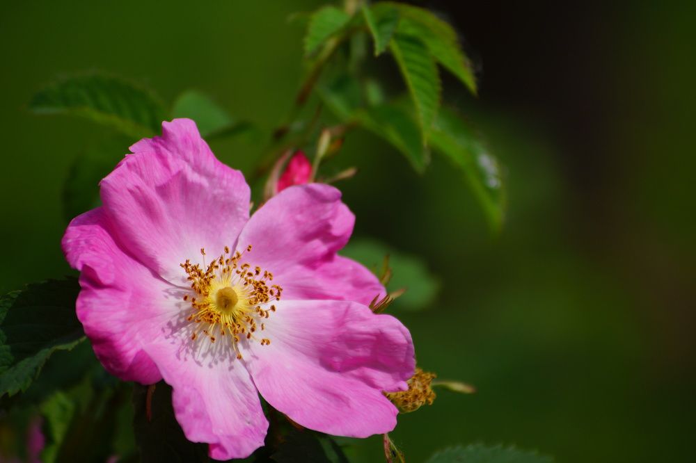 Photograph by Slavcan