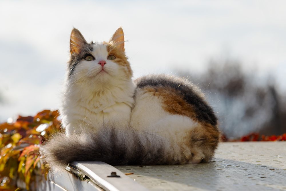 Photograph by Василий Борисович