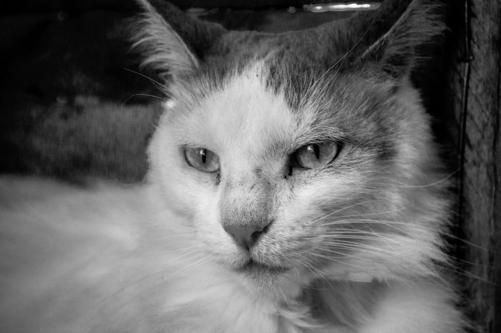 Dedicated to Hernán André Ducasse, my love and best friend.