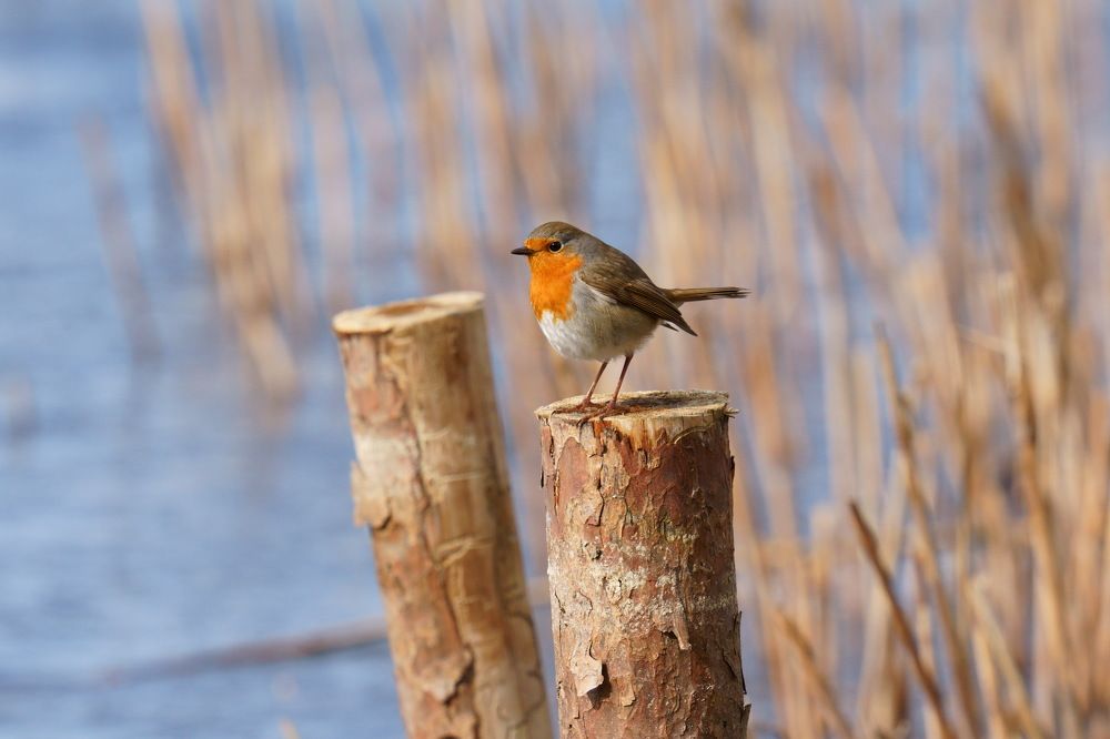 Photograph by Пётр Петроченков