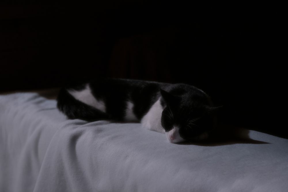 Фотография автора Екатерина Лапаева