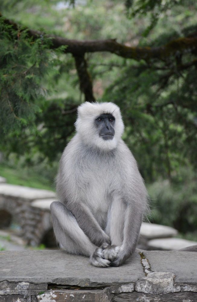 Gray Langur