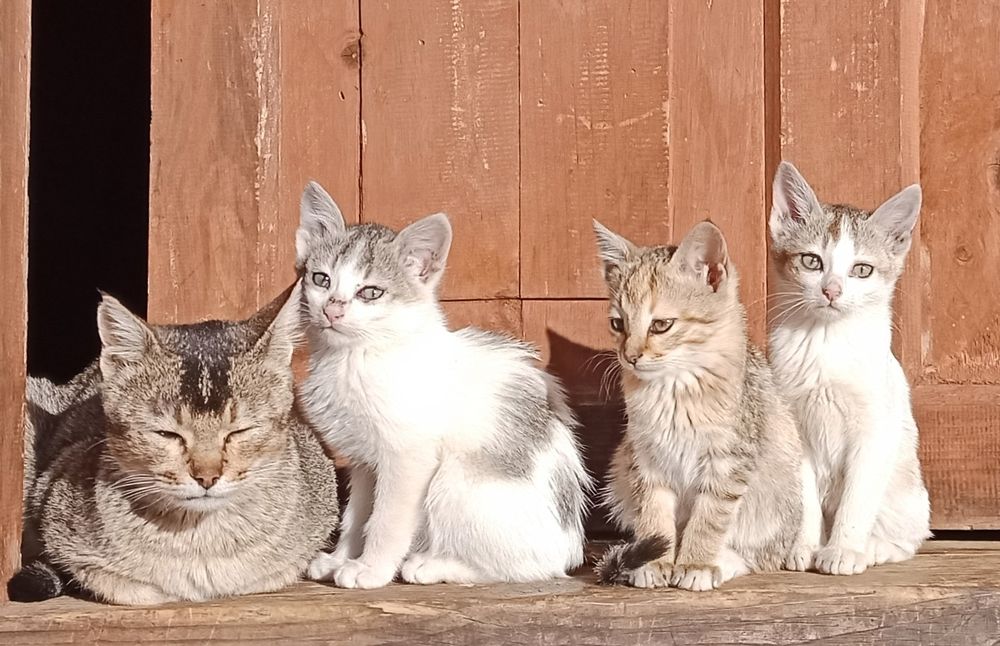 Photograph by Chandra Rai