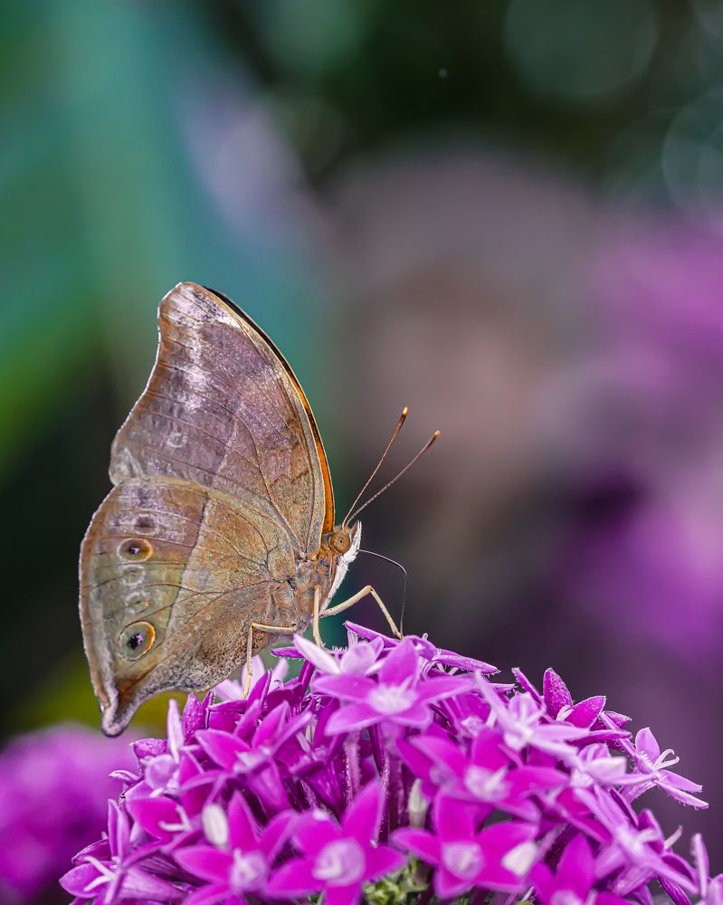 One beauty on a flower