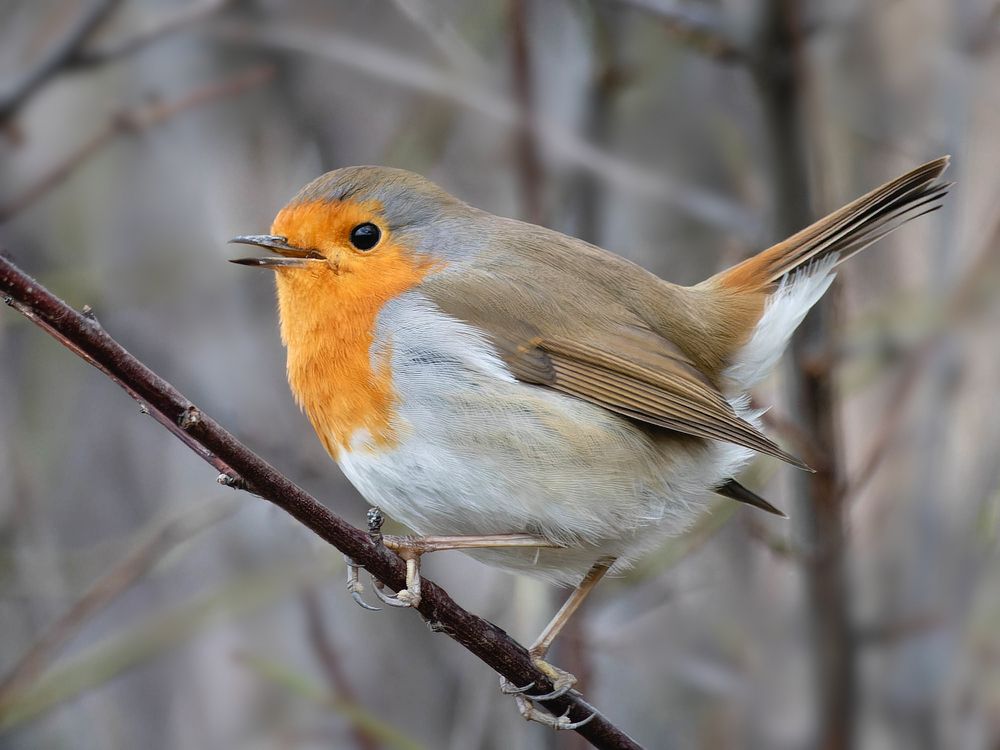 Фотография автора Rimma Gerasimenko