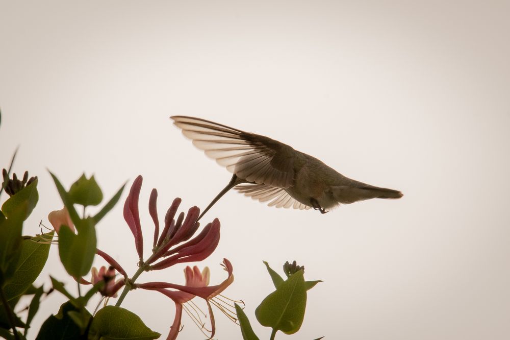Photograph by Nedret Gürler