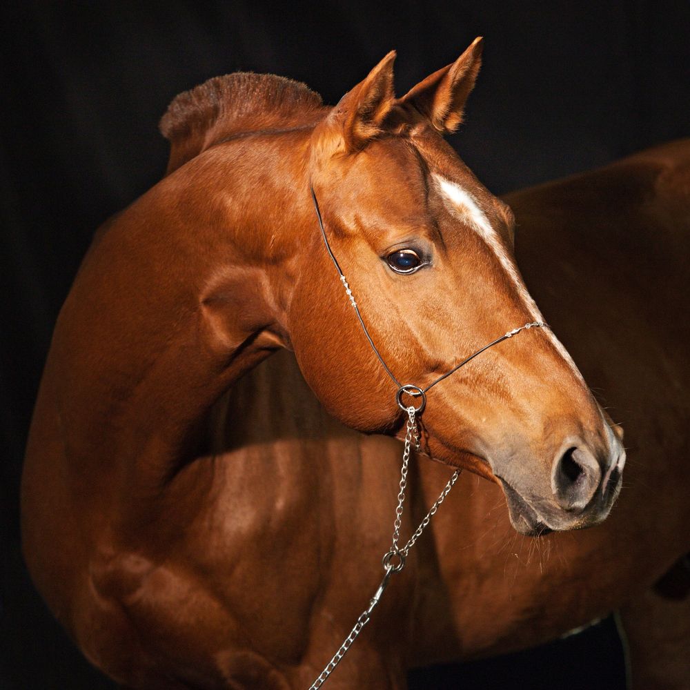 Фотография автора Елена Гордиевская