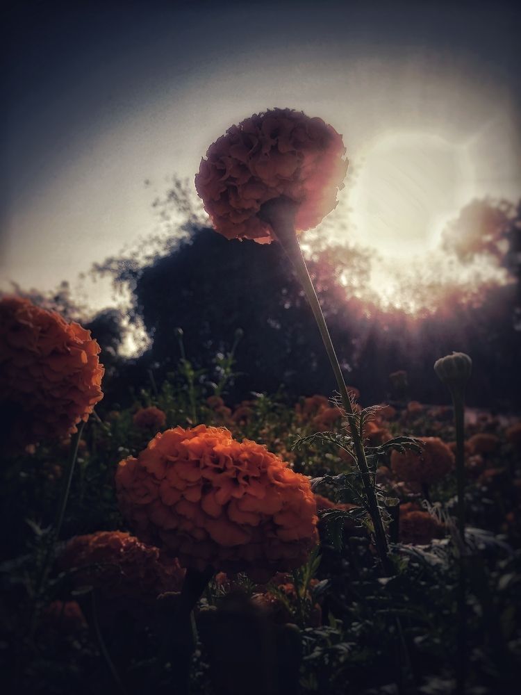 Photograph by Subha Ghosh