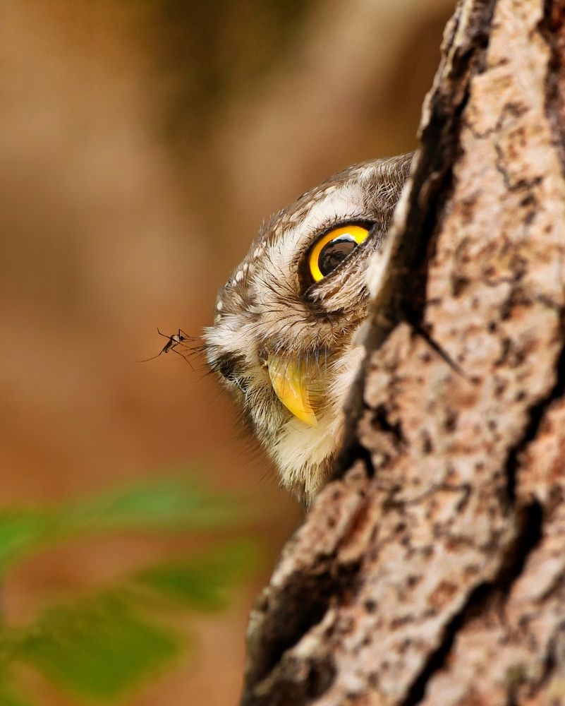 Photograph by George S George