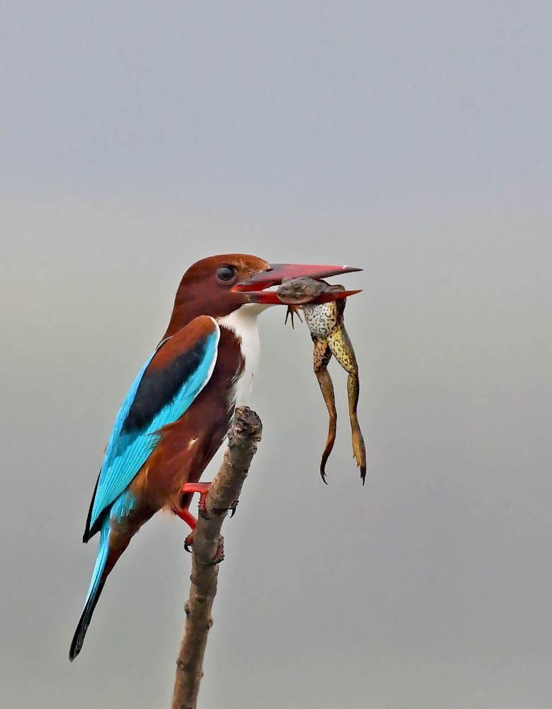 Photograph by Angshuman Mitra