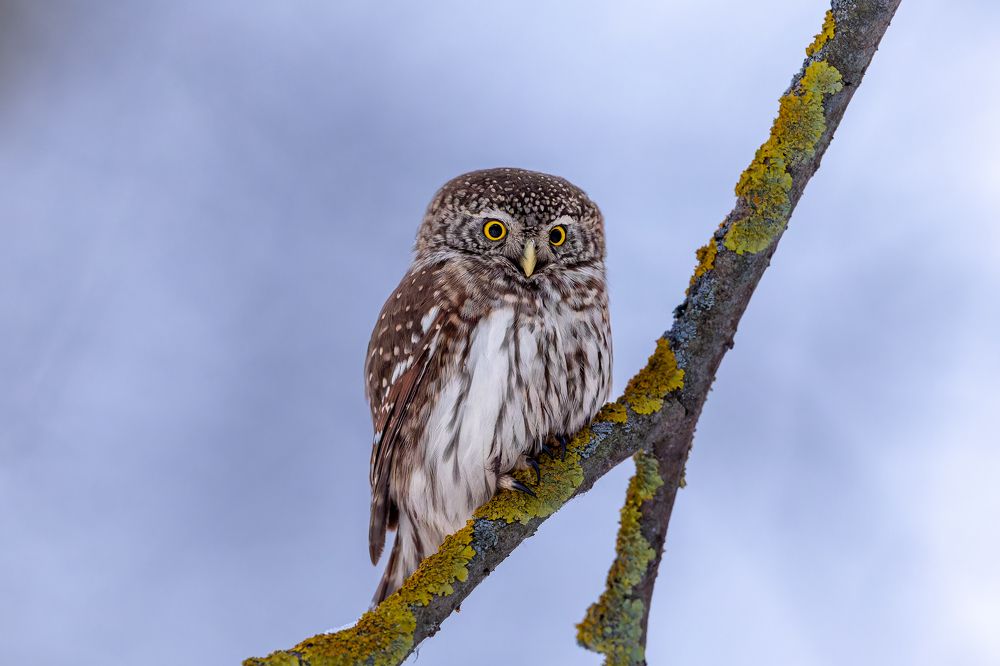 Будни воробьиного сычика