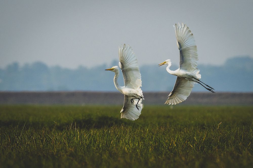 Photograph by Souvik Mukherjee