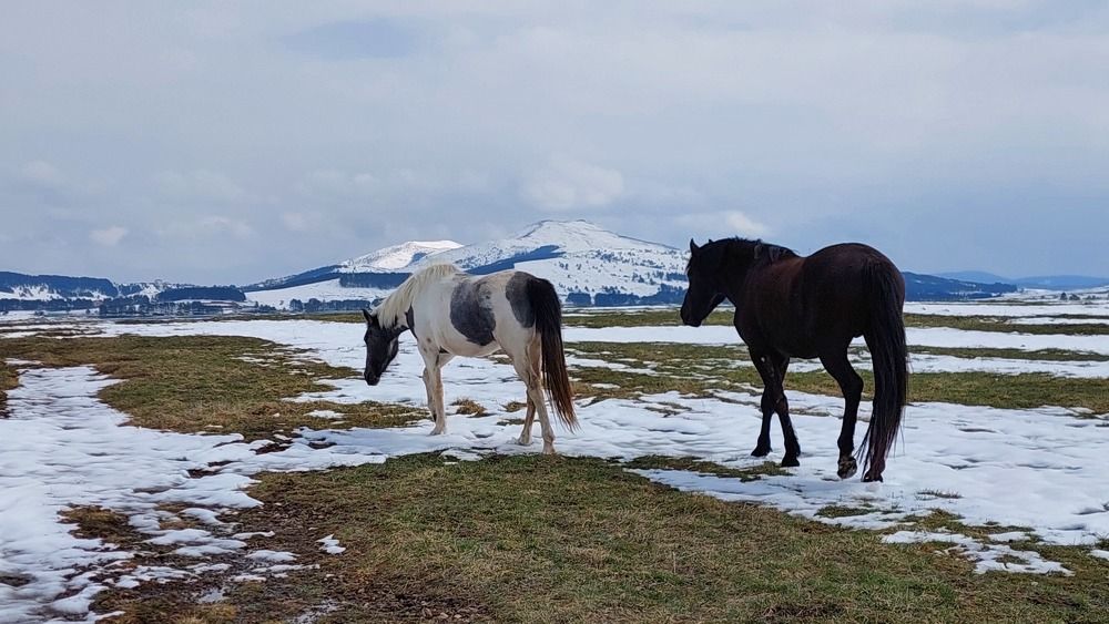 Horses | Лошади. 2023