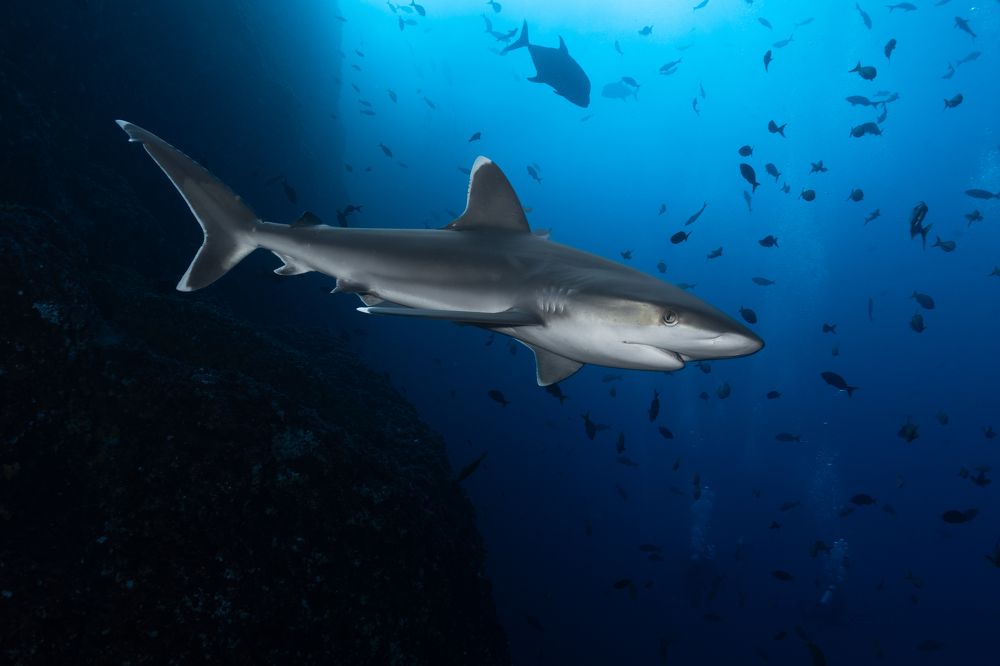 Photograph by Ceci Ver