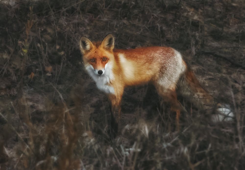 Вечерний лис