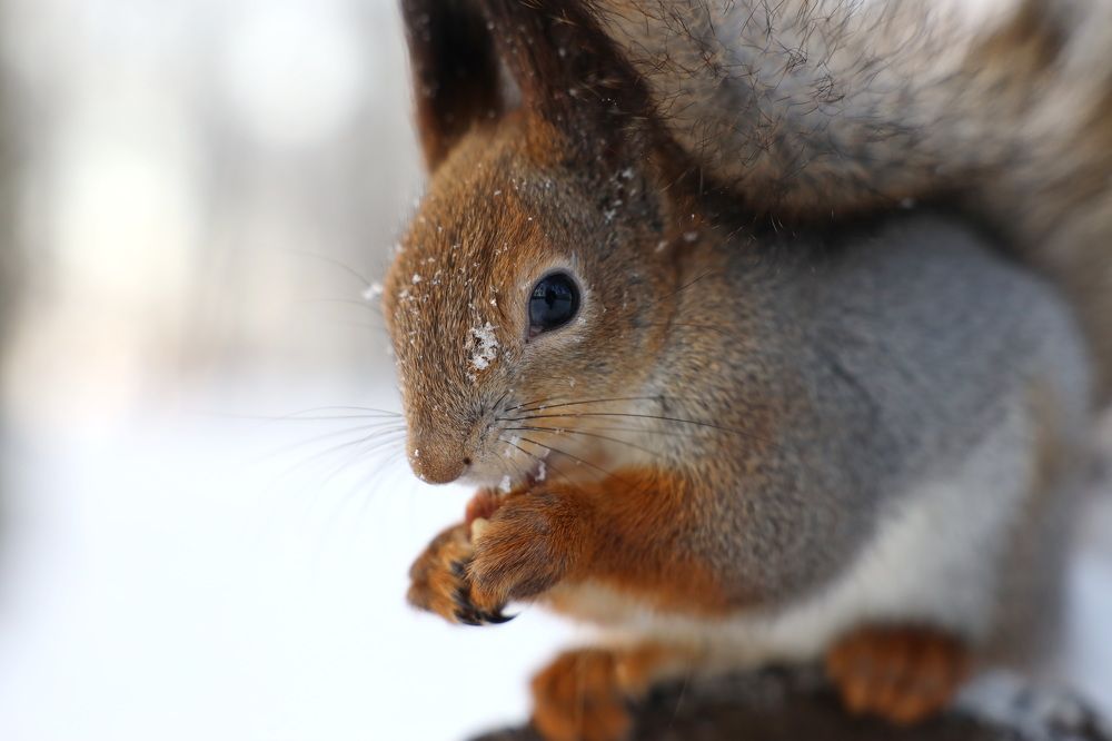 Фотография автора Колосова Елена