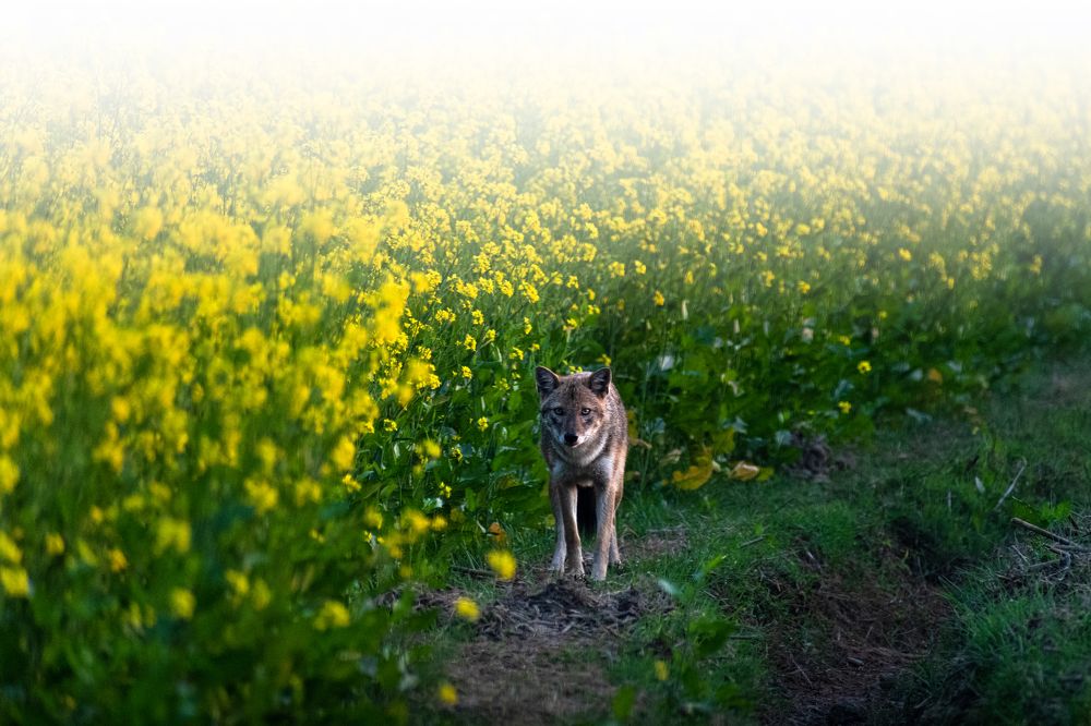 Photograph by Saikat Biswas
