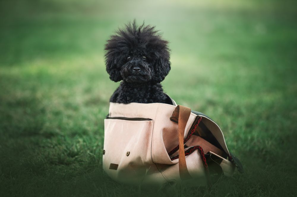 Photograph by Patricia Barros