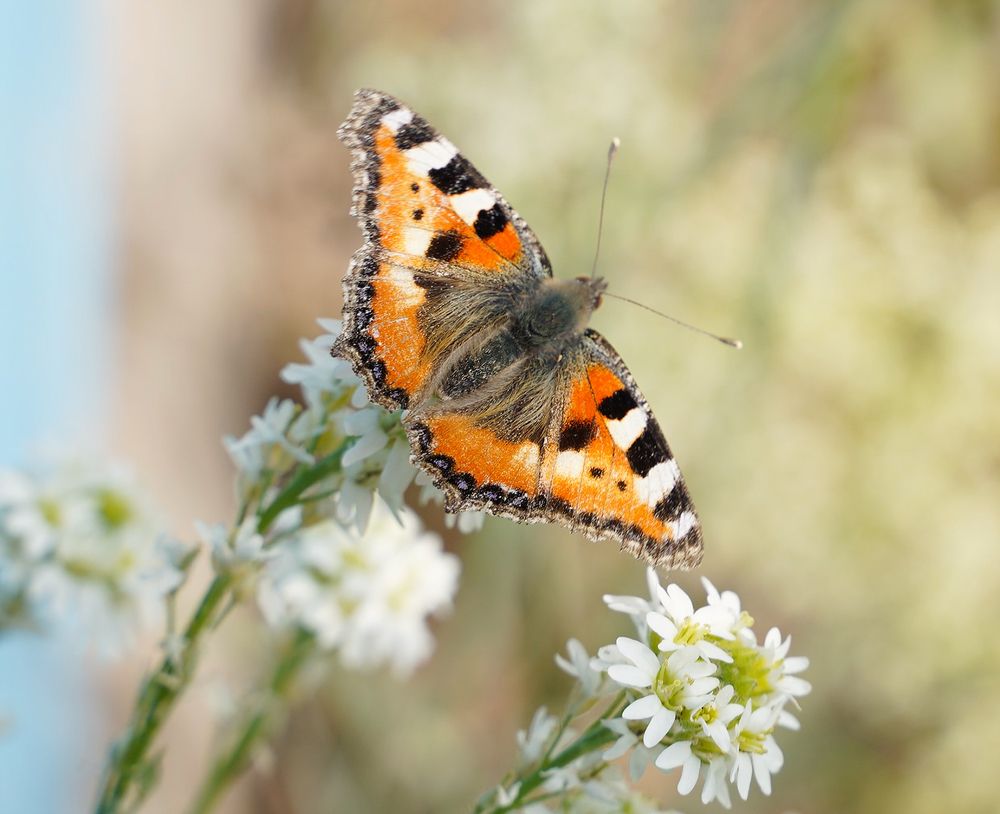 Photograph by Светлана Семенова