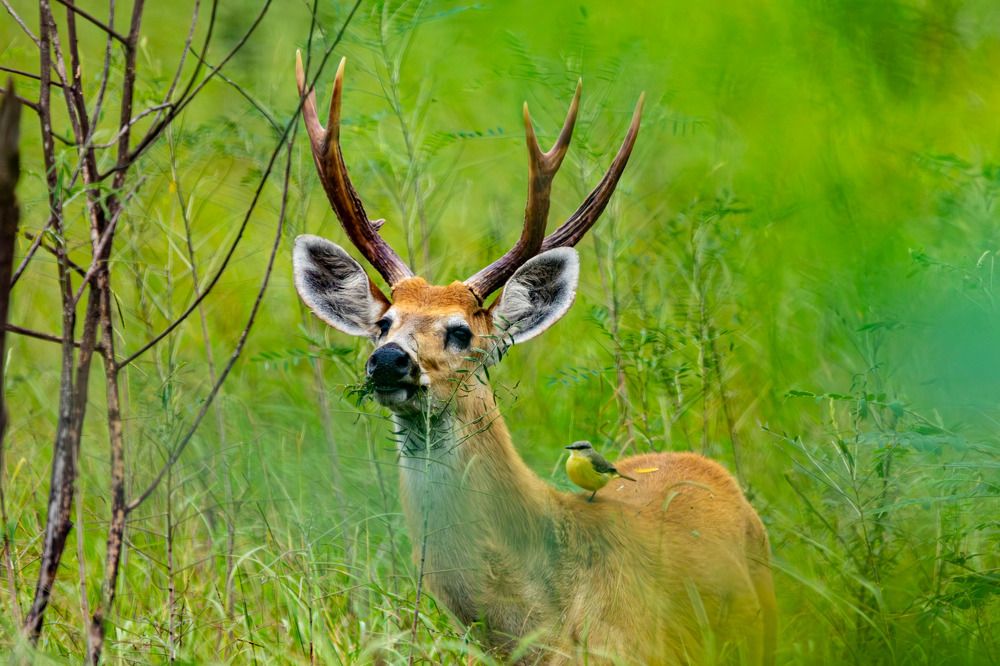 Photograph by andres unterladstaetter