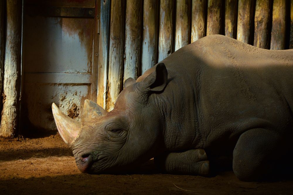 The Last Sun of the Colossus