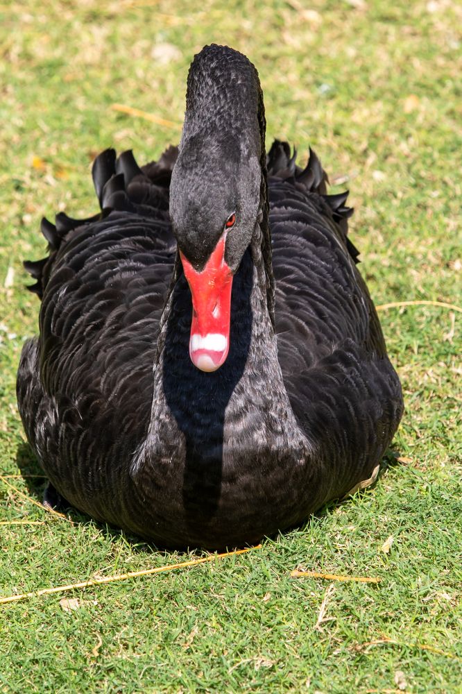 Черный лебедь