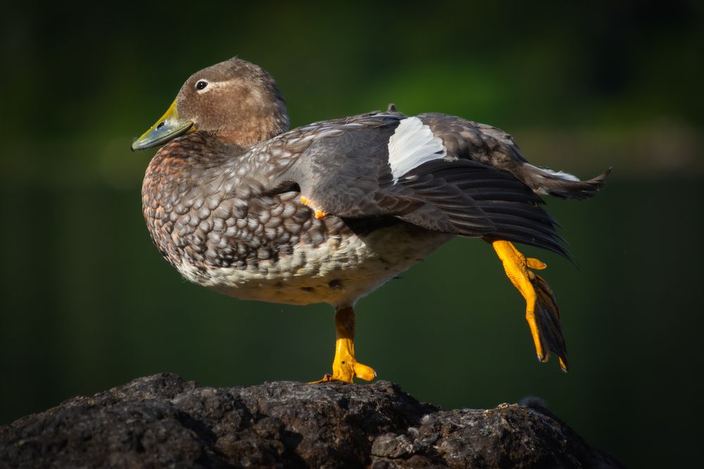 Photograph by Facundo Nehuen