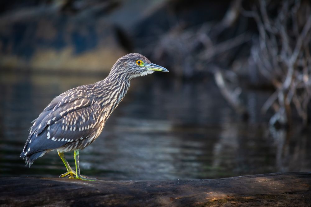 Photograph by Facundo Nehuen