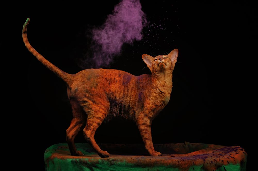 Holi Cat