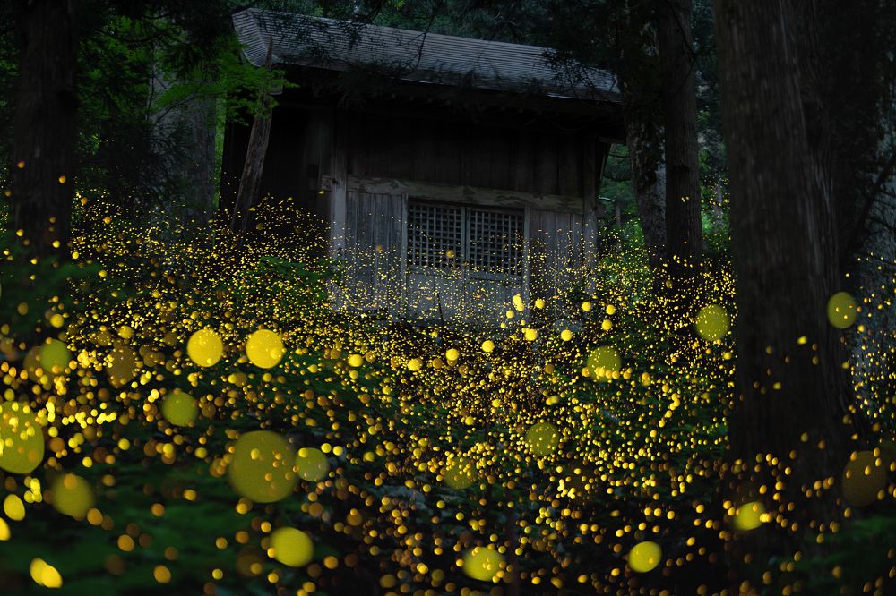 Fireflies living in shrine