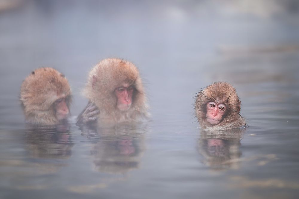 Monkeys in hot springs in winter cold weather.