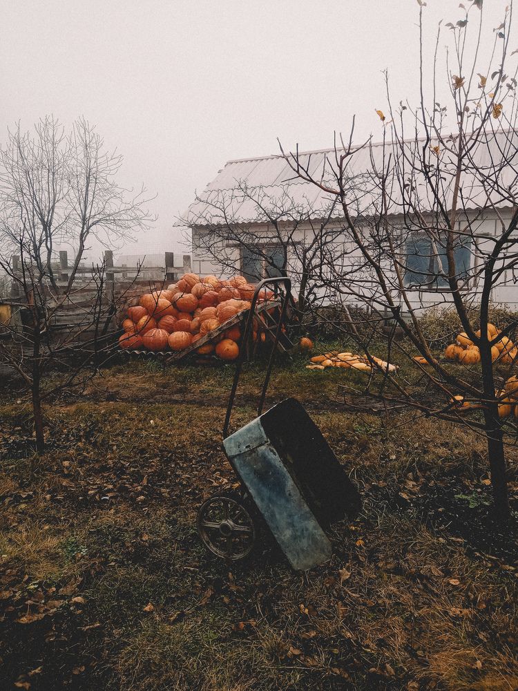Фотография автора Надежда Коржавина