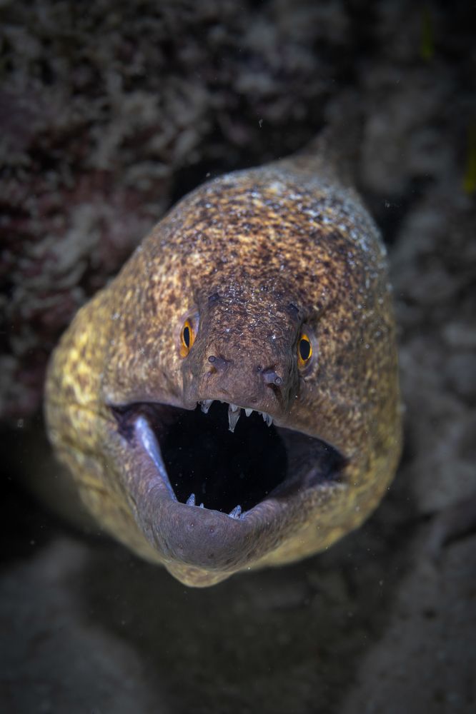 Photograph by Ceci Ver