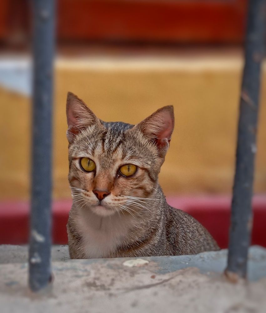 Cat Behind the gate