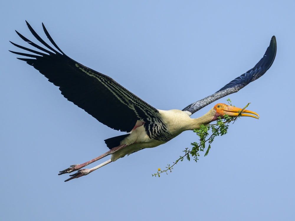 Painted stork