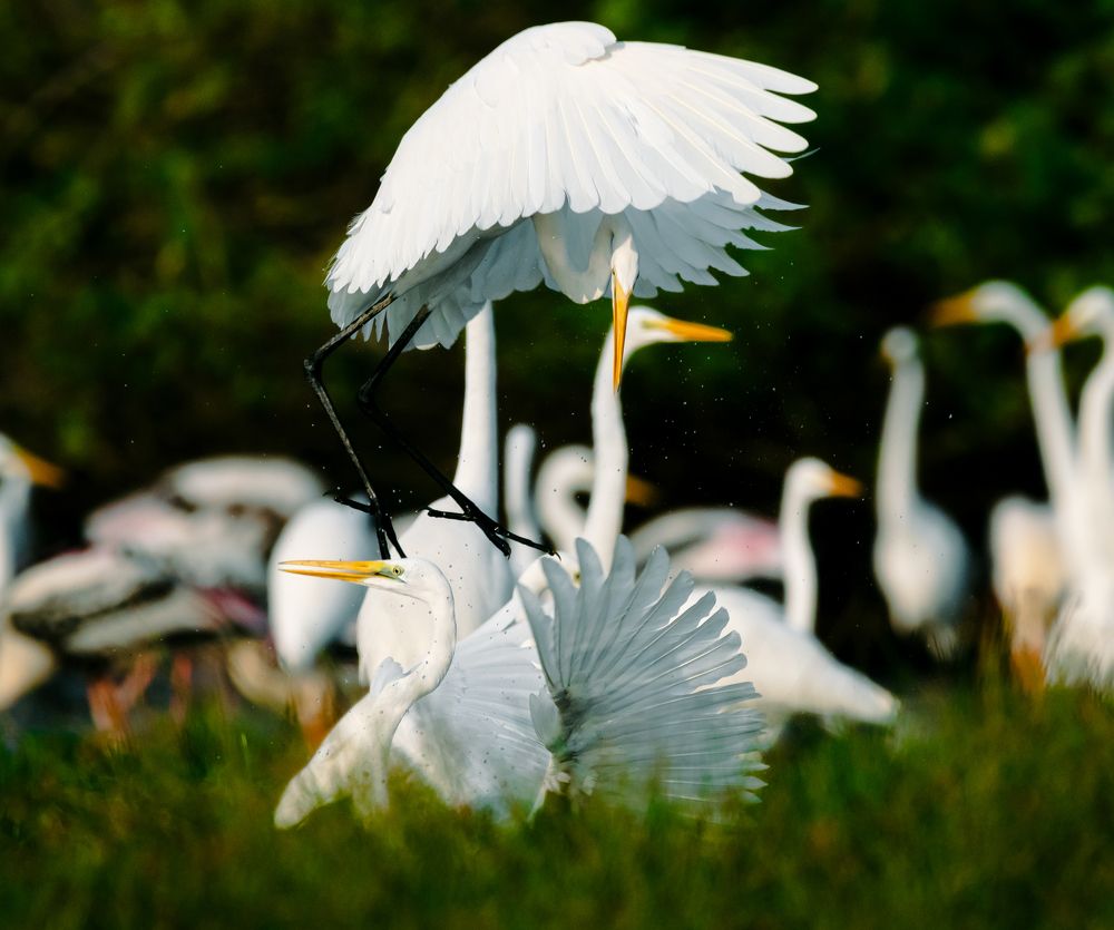 Great egrets in combat