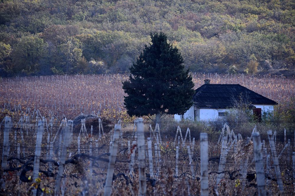Дом среди виноградников