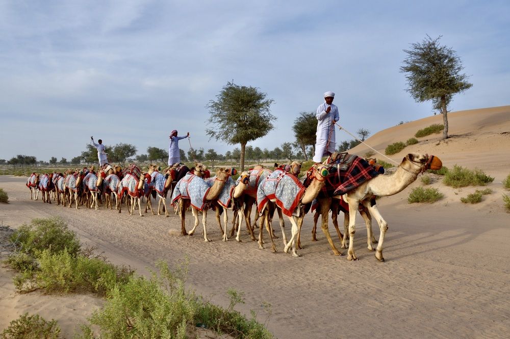 Arabian camels all dressed for the race.