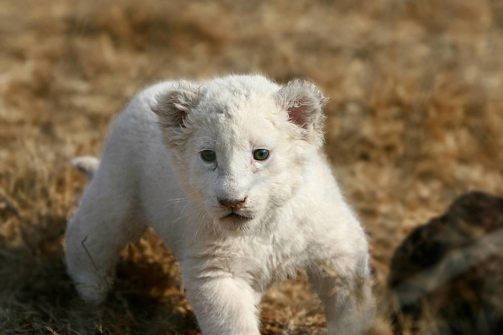 Rare White Lions of Africa