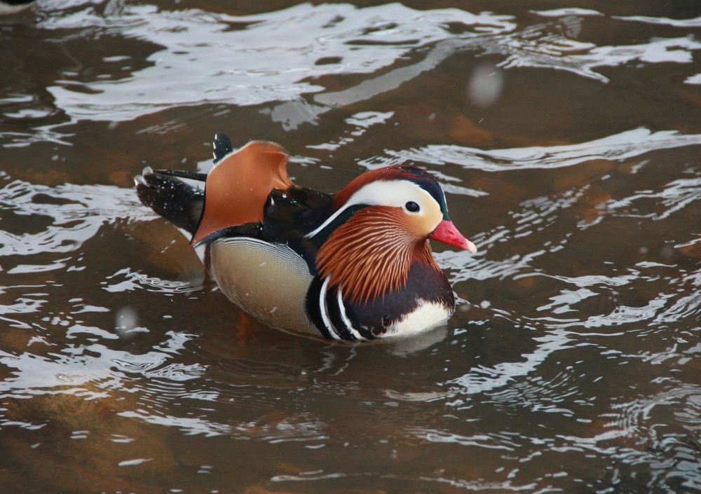 Photograph by Владимир Малёшин